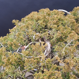 Juniperus Sabina