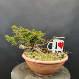 Juniperus Sabina