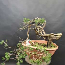 Juniperus Sabina