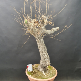 Quercus Faginea
