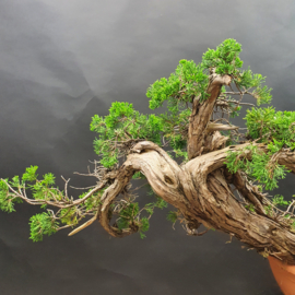 Juniperus Sabina