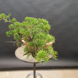 Juniperus Sabina