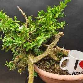 Buxus Sempervirens