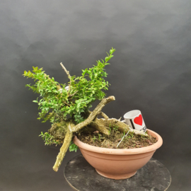 Buxus Sempervirens