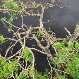 Pinus Sylvestris