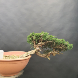 Juniperus Sabina