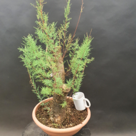 Tamarix Gallica
