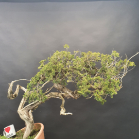 Juniperus Sabina