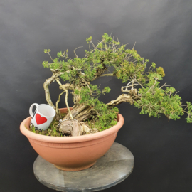Juniperus Sabina
