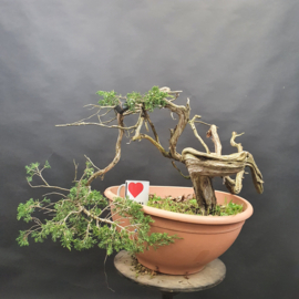 Juniperus Sabina