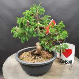 Juniperus Itoiigawa