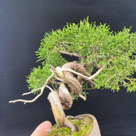 Juniperus Itoiigawa