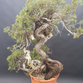 Juniperus Sabina