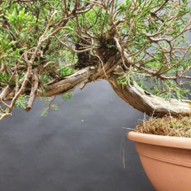 Juniperus Sabina