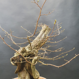 Carpinus