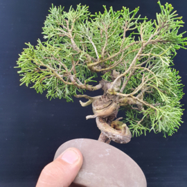 Juniperus Itoiigawa