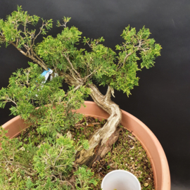 Juniperus Sabina