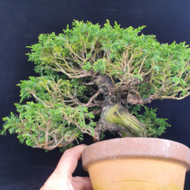 Juniperus Itoiigawa