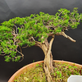 Juniperus Sabina
