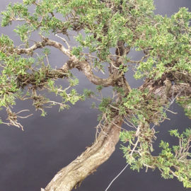 Juniperus Sabina