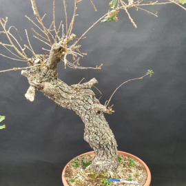 Quercus Faginea