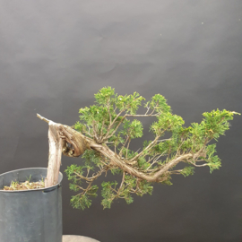 Juniperus Sabina