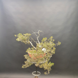 Juniperus Sabina
