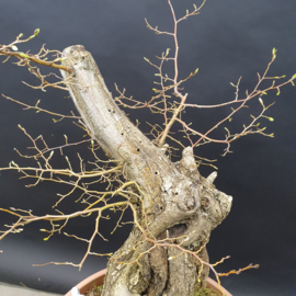 Carpinus