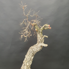 Quercus Faginea