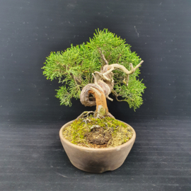 Juniperus Itoiigawa