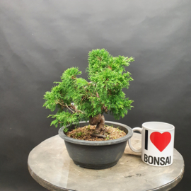 Juniperus Itoiigawa