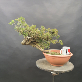 Juniperus Sabina