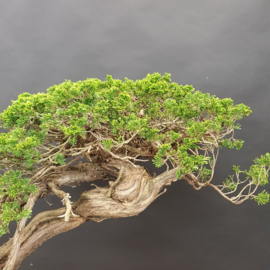 Juniperus Sabina
