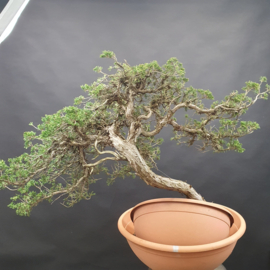 Juniperus Sabina