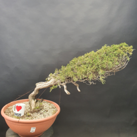 Juniperus Sabina