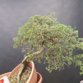 Juniperus Sabina