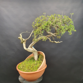 Juniperus Sabina