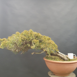 Juniperus Sabina