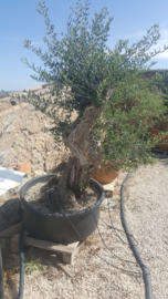 Olea Europea