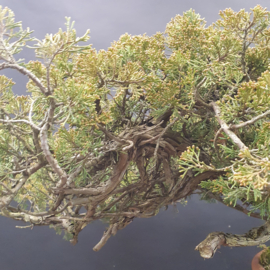 Juniperus Sabina