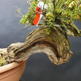 Juniperus Sabina
