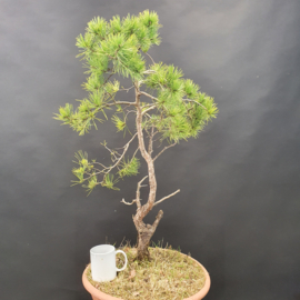 Pinus Sylvestris