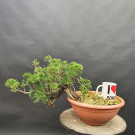 Juniperus Sabina