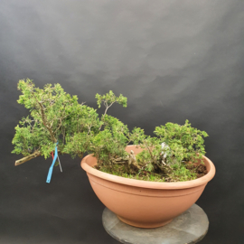 Juniperus Sabina