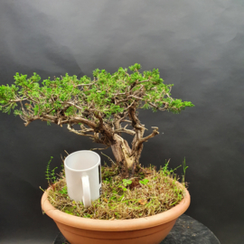 Juniperus Sabina