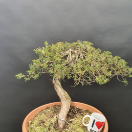 Juniperus Sabina