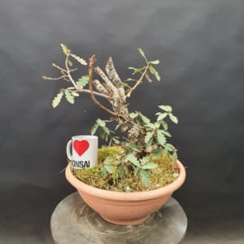 Quercus Faginea
