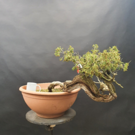 Juniperus Sabina