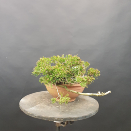 Juniperus Sabina