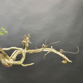 Juniperus Sabina